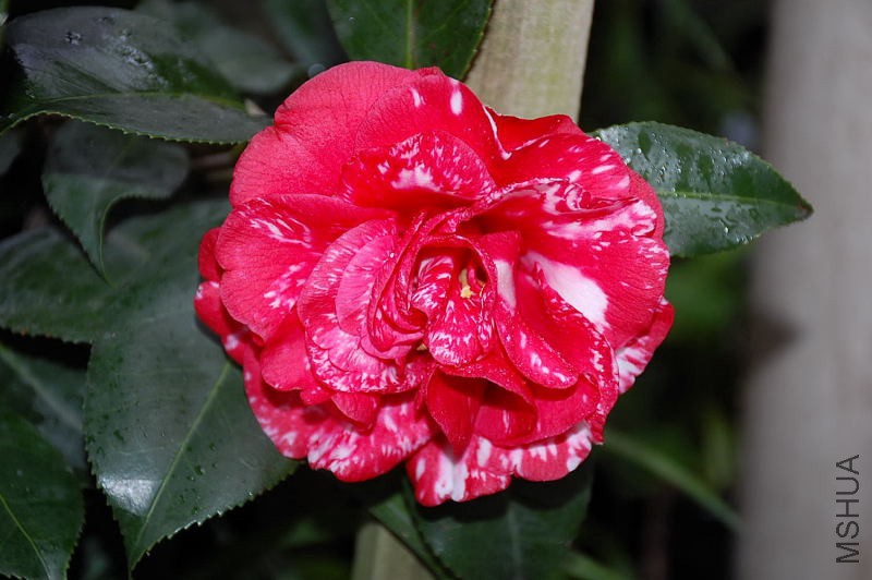 DSC_43770061.JPG