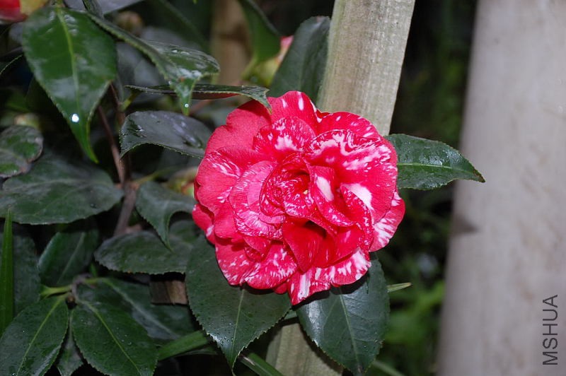 DSC_43690053.JPG