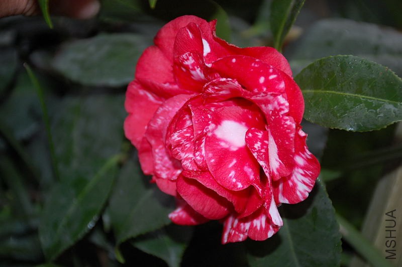 DSC_43760060.JPG
