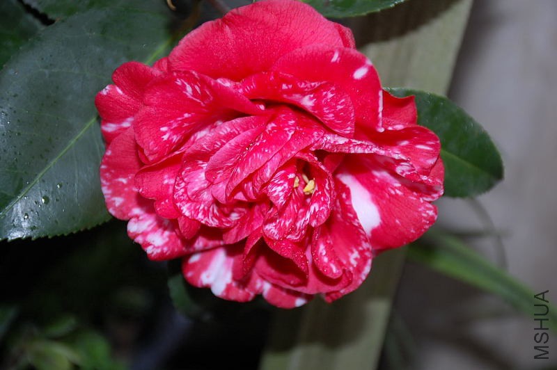 DSC_43720056.JPG