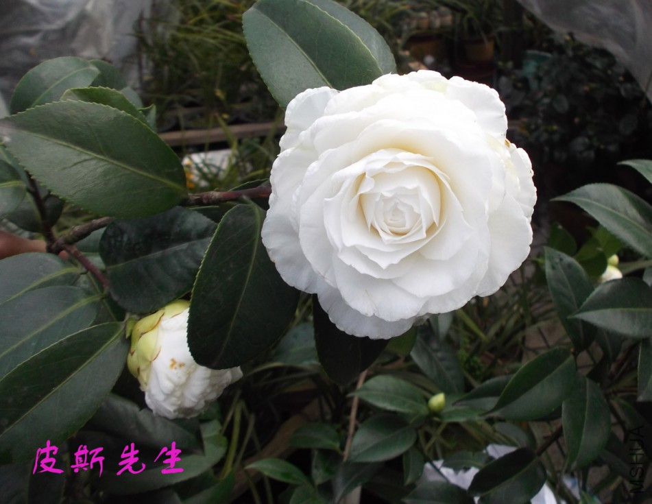 2018-3-3 004����.jpg