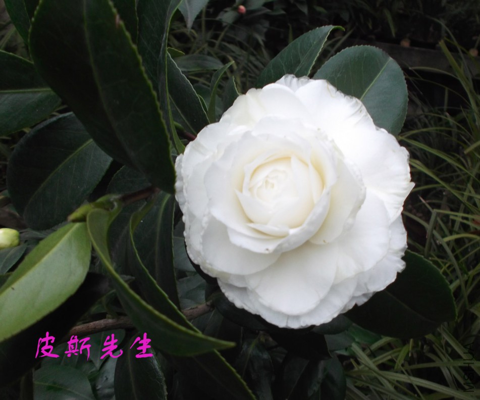 2018-3-3 016����.jpg