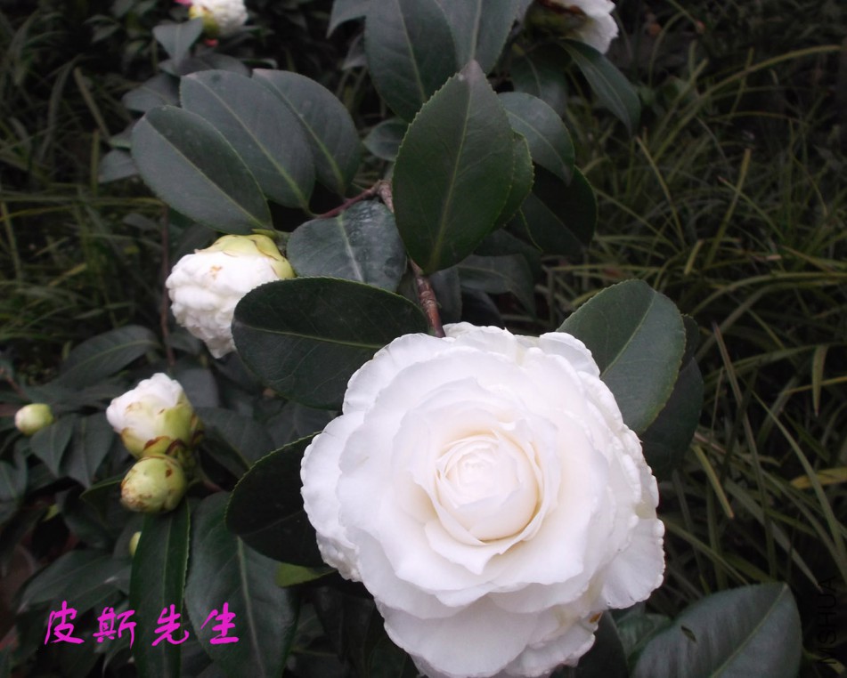 2018-3-3 018����.jpg