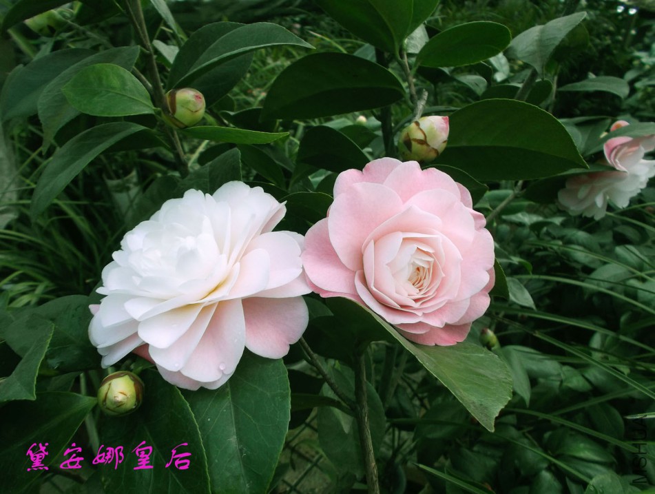 2018-3-3 001����.jpg