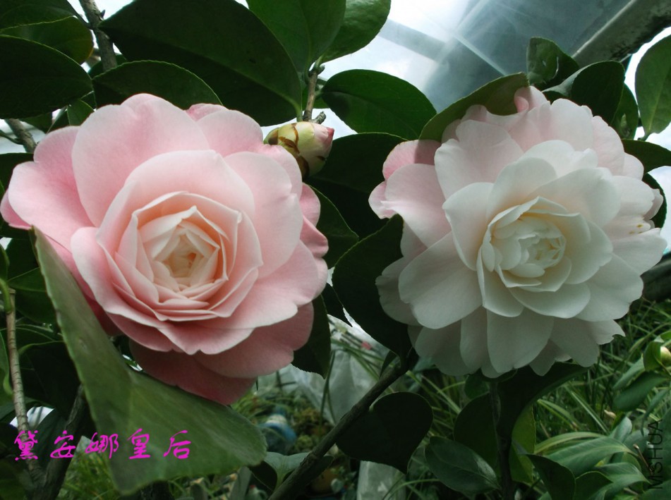 2018-3-3 002����.jpg