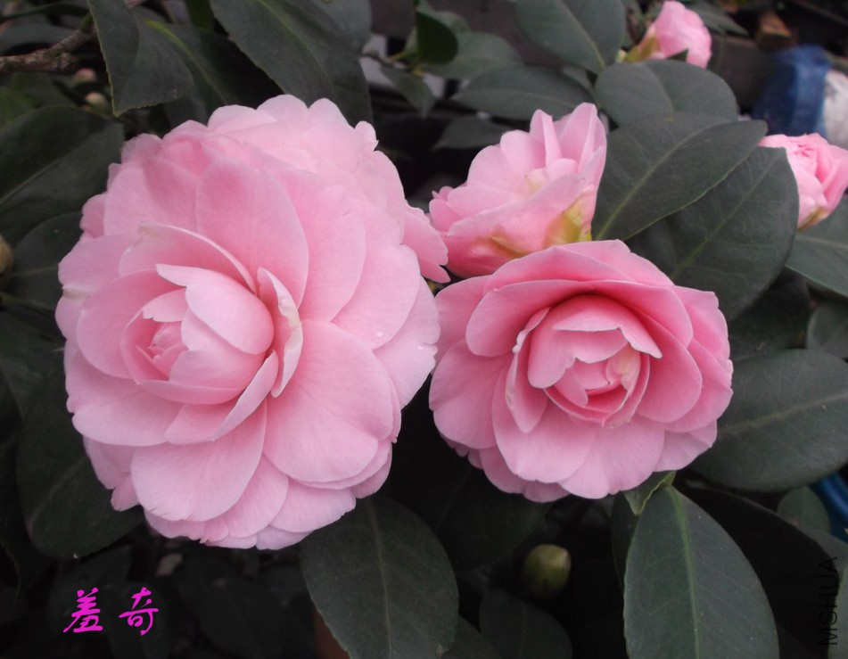 2018-3-3 015����.jpg