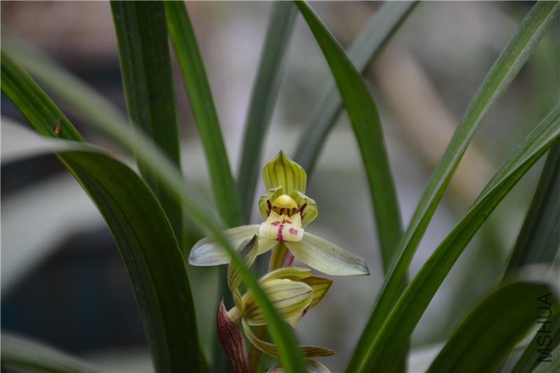 DSC_0765.JPG