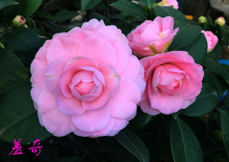 2018-3-3 (48)�� - ����.jpg