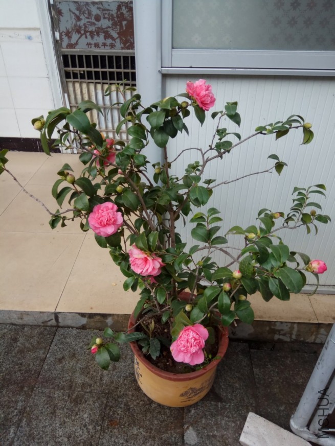 IMG_20180227_084403.jpg