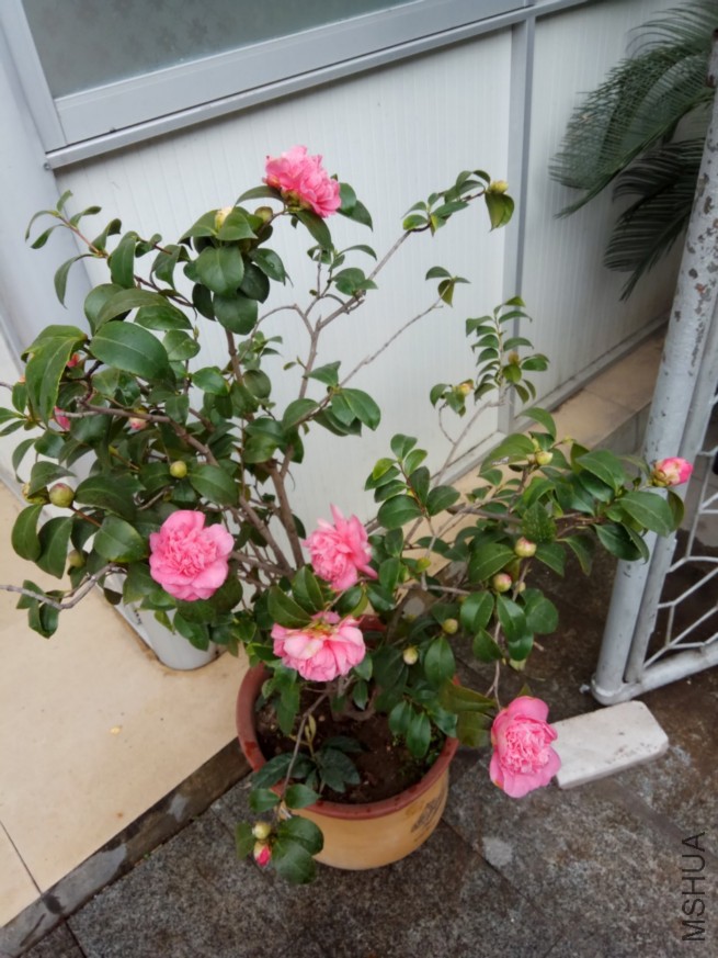 IMG_20180227_084521.jpg