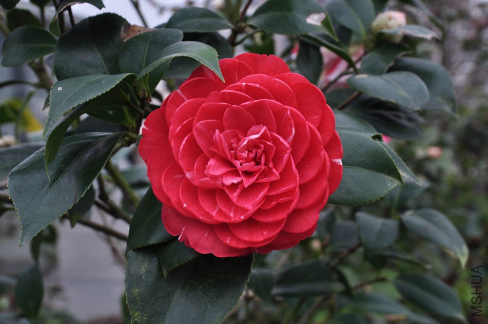 dsc_0460_����.jpg