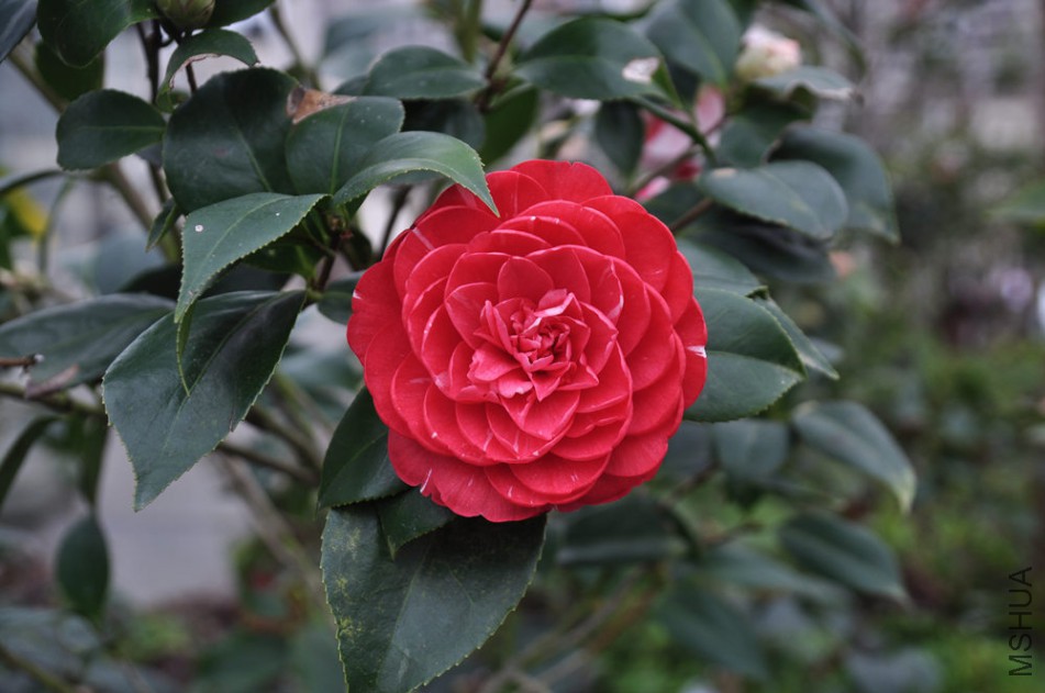 dsc_0461_����.jpg