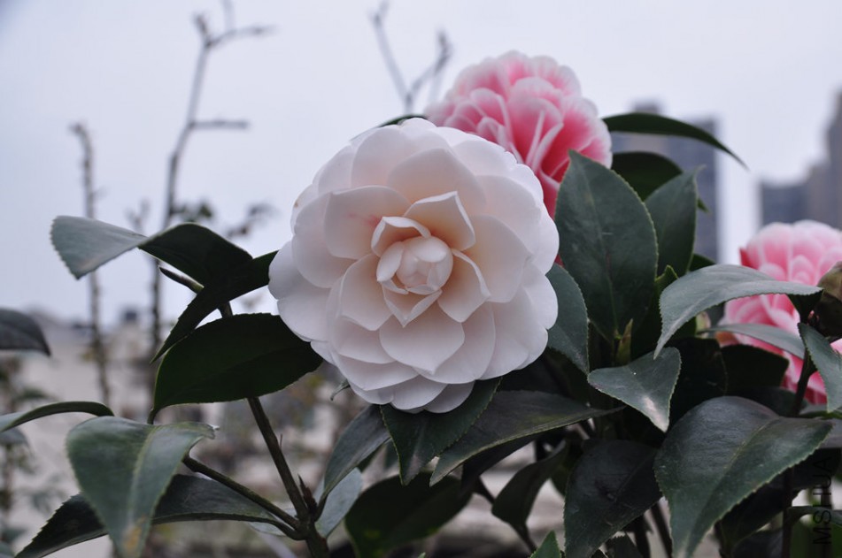 dsc_0507_����.jpg