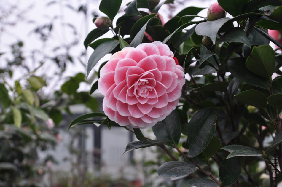 dsc_0559_����.jpg