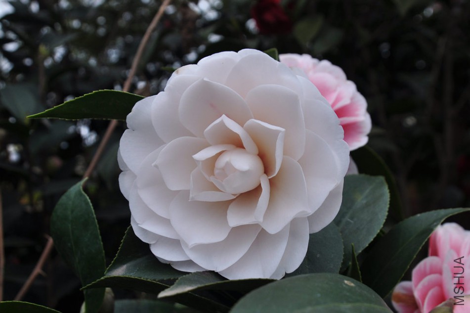 dsc_0512_����.jpg