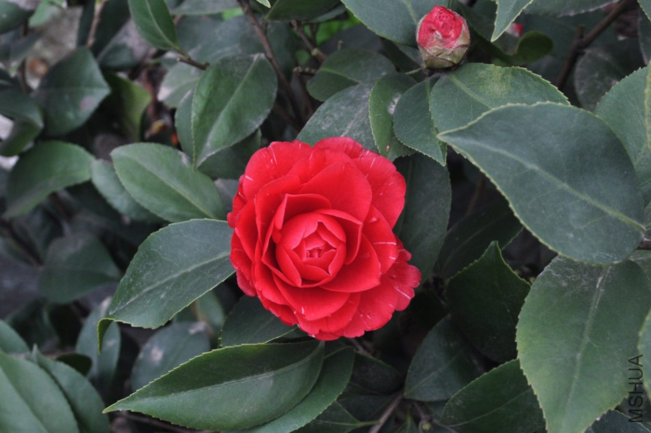 dsc_0578_����.jpg