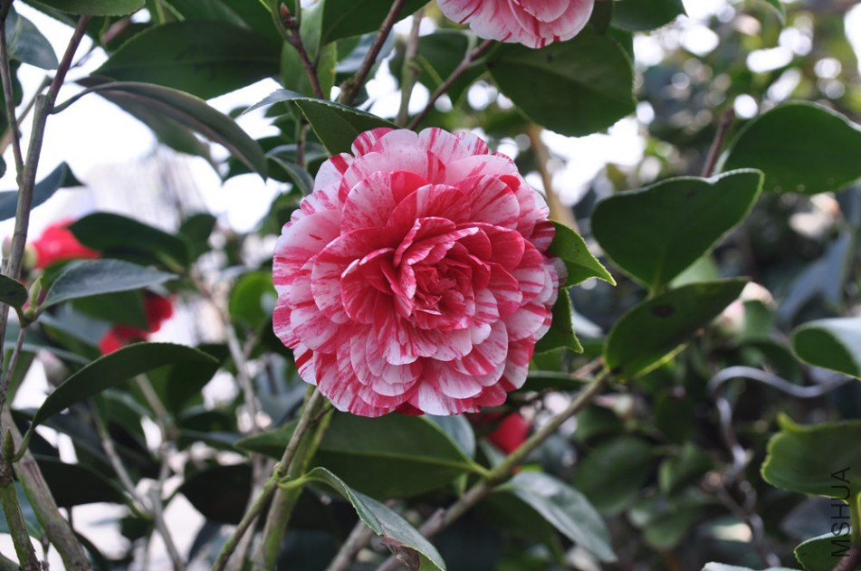dsc_0608_����.jpg