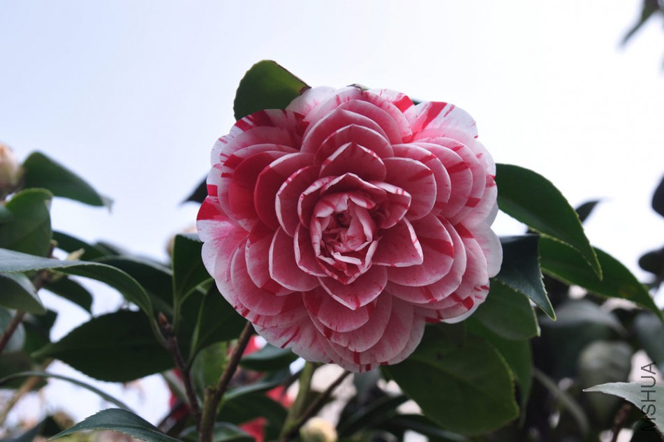 dsc_0611_����.jpg