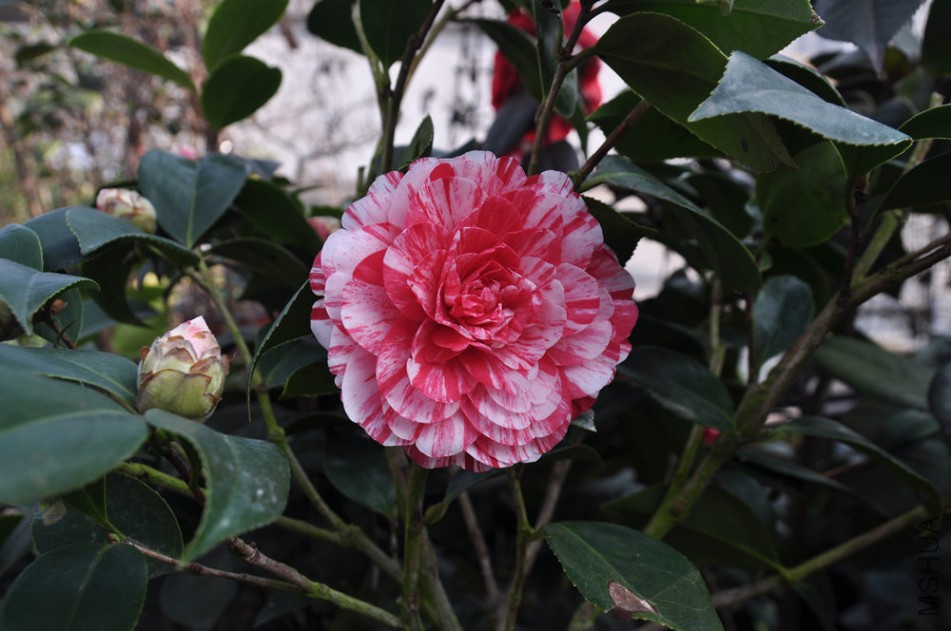 dsc_0613_����.jpg