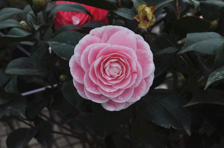 dsc_0751_����.jpg