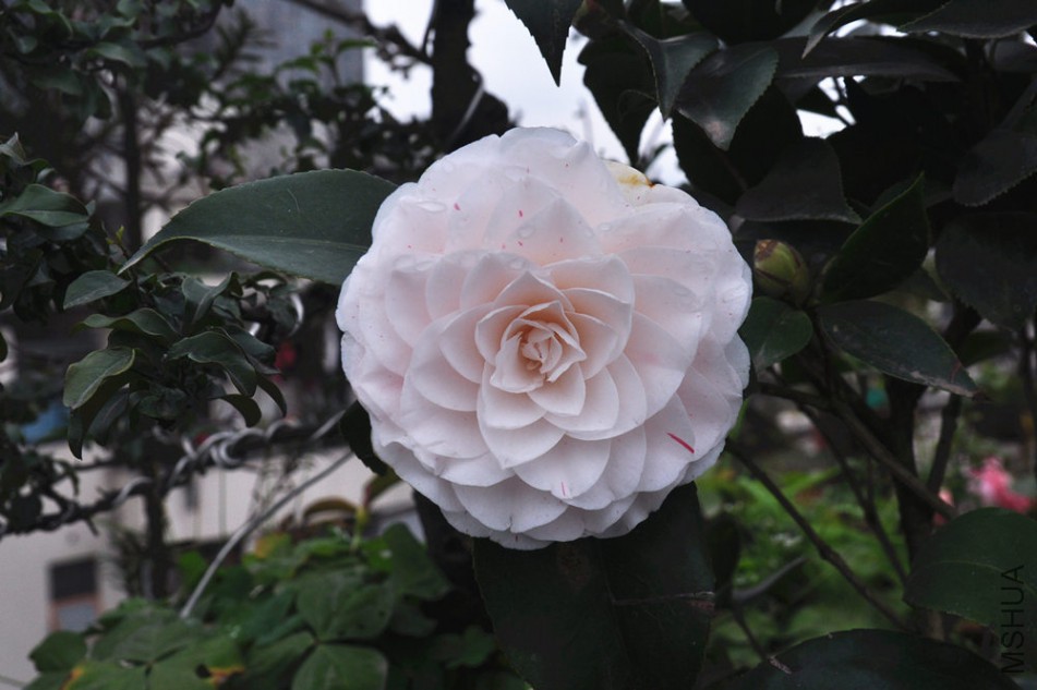 dsc_0757_����.jpg