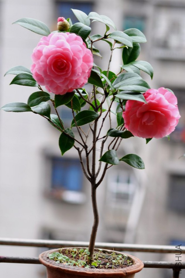 ����ɯ��֯Ů- (41).JPG