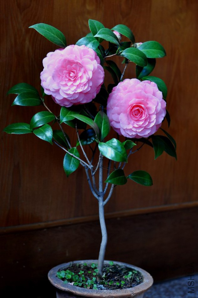 ����ɯ��֯Ů- (43).JPG