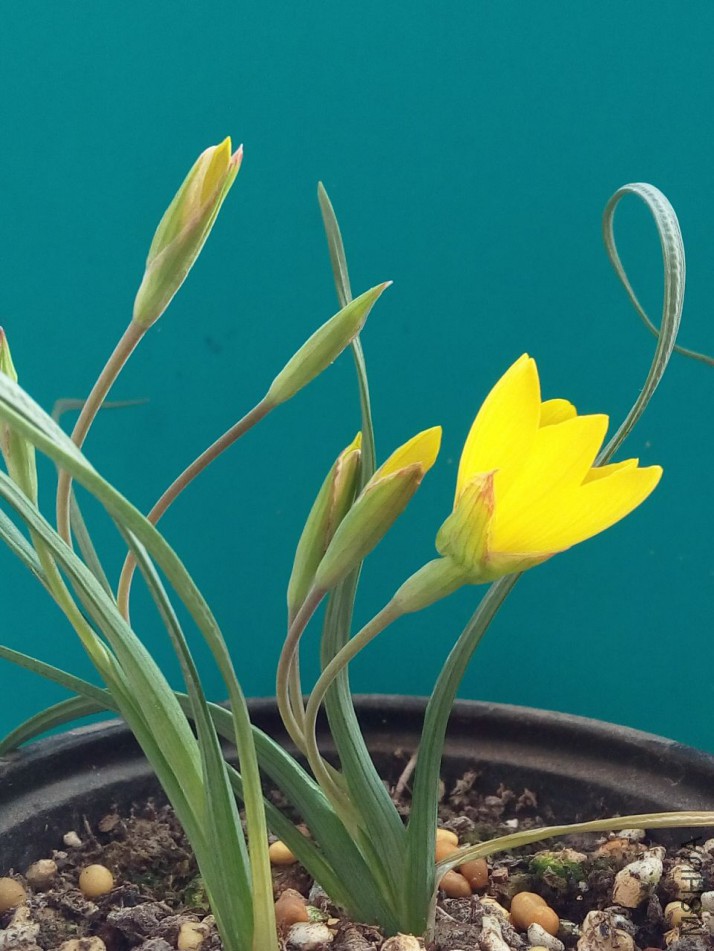 Geissorhiza corrugata 1.jpg