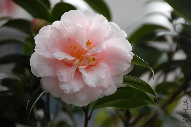 DSC_76300740.JPG