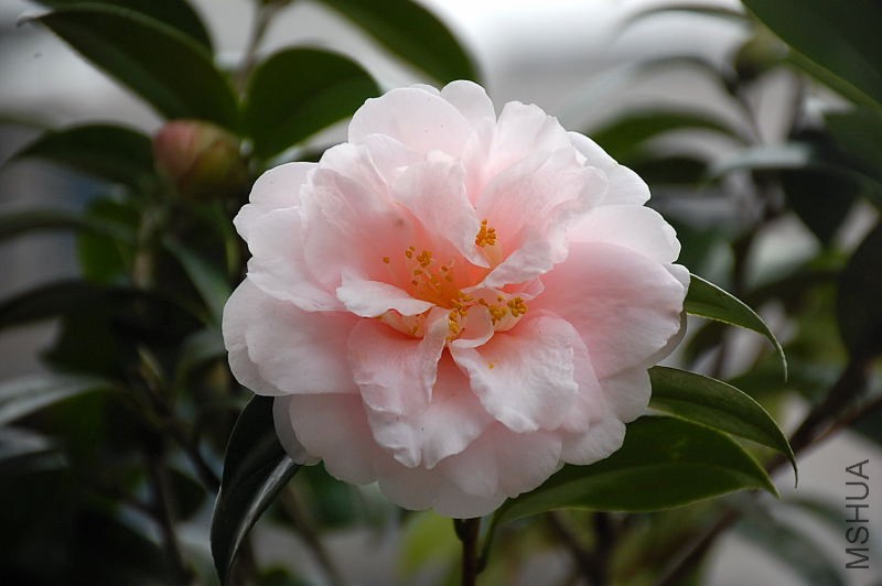 DSC_76220732.JPG