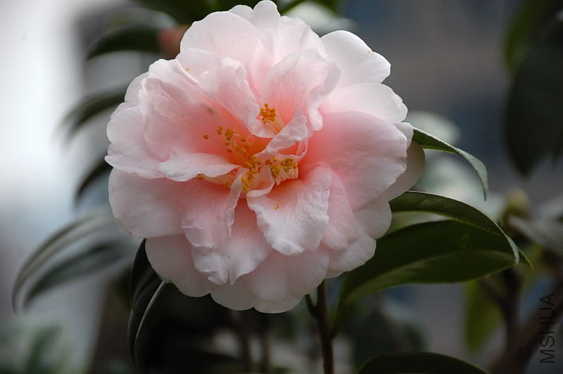 DSC_76270737.JPG