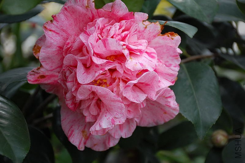 DSC_76710781.JPG