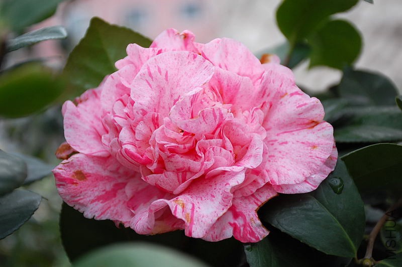 DSC_76440754.JPG