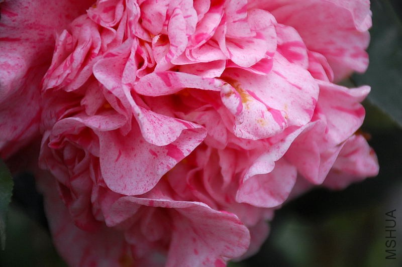 DSC_76350745.JPG