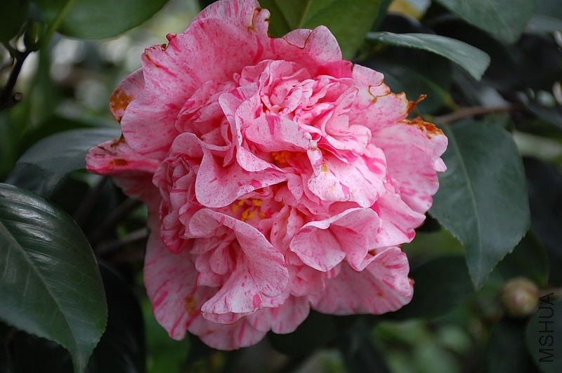 DSC_76750785.JPG