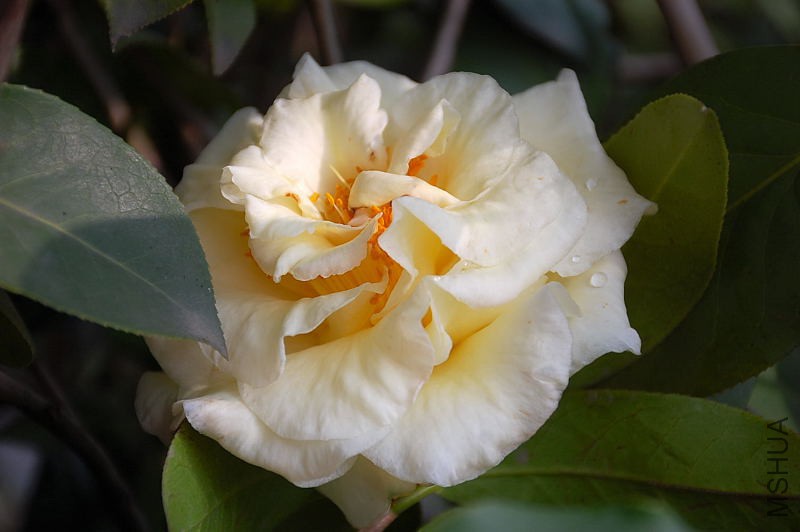 DSC_73550465.JPG
