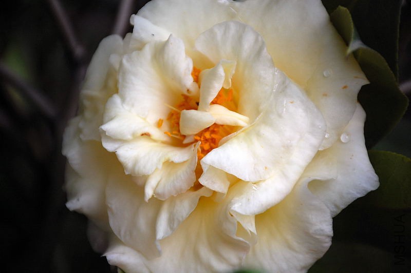DSC_73360446.JPG