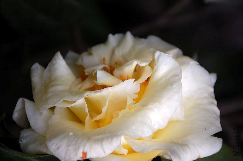 DSC_73340444.JPG