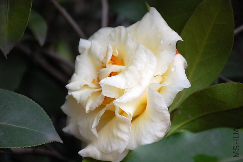 DSC_73440454.JPG