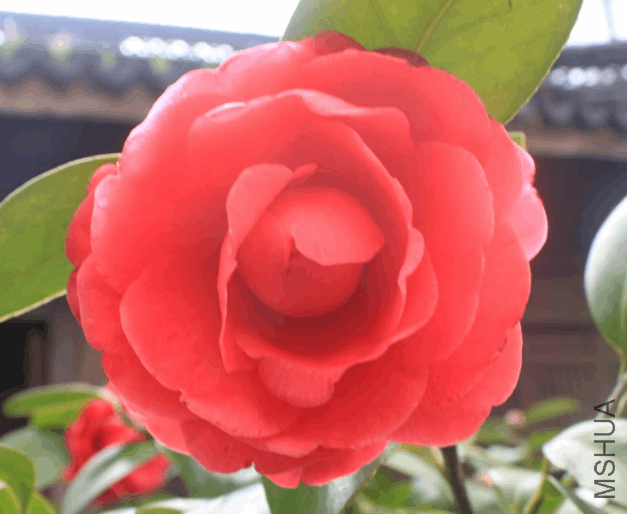 2018-03-09 10_21_09-IMG_3887.JPG &amp;#8206;- ��Ƭ.png