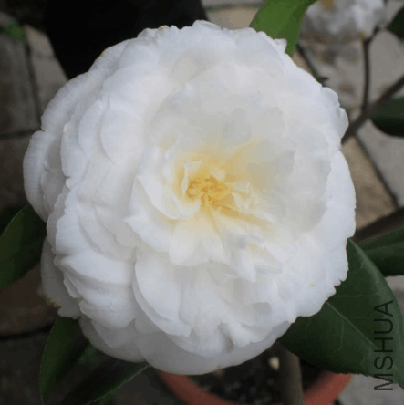 2018-03-09 10_22_06-IMG_3896.JPG &amp;#8206;- ��Ƭ.png