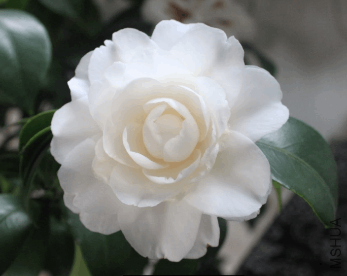 2018-03-09 10_22_18-IMG_3897.JPG &amp;#8206;- ��Ƭ.png