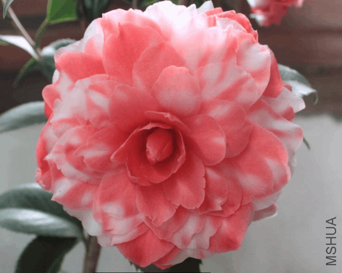 2018-03-09 10_23_03-IMG_3904.JPG &amp;#8206;- ��Ƭ.png