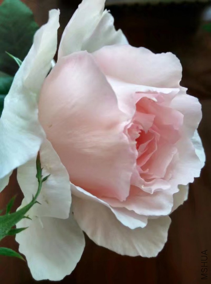 psb (10).jpg