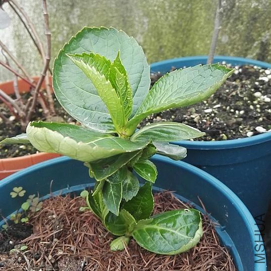 ΢��ͼƬ_20180309153044.jpg
