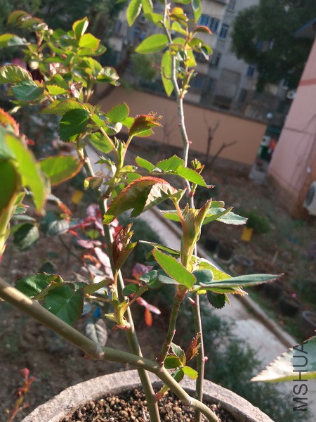 IMG_20180309_161220_resize.jpg