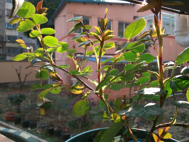 IMG_20180309_162054_resize.jpg