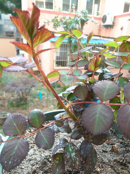 IMG_20180309_162754_resize.jpg
