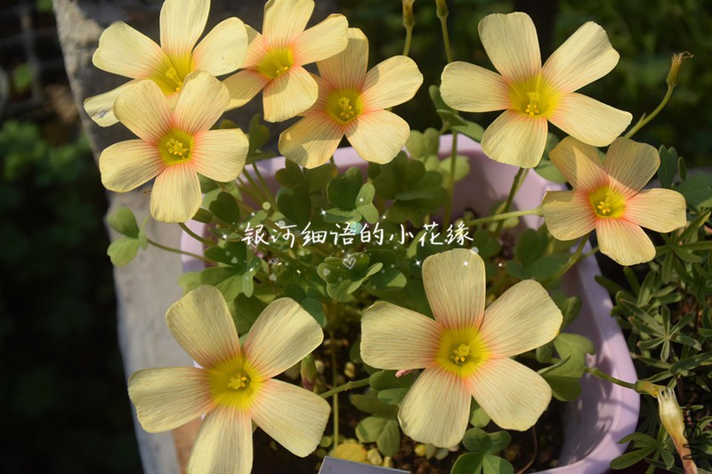 DSC_2980_����.jpg