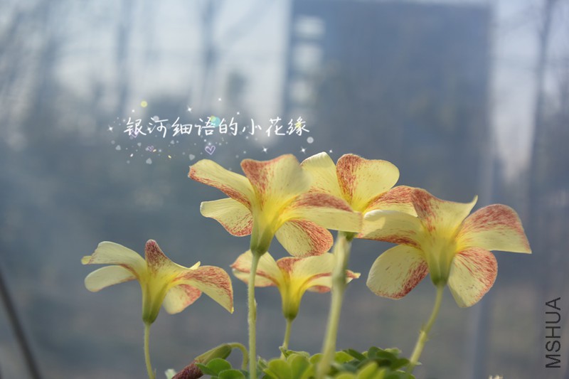 DSC_2983_����.jpg